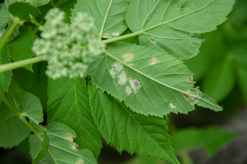 Plasmopara nivea nuotrauka