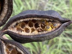 Brachychiton diversifolius