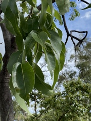 Brachychiton diversifolius