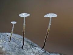 Gloiocephala