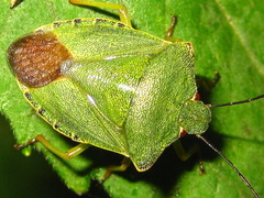 Palomena angulosa