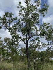 Brachychiton diversifolius