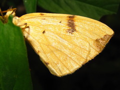 Gandaritis fixseni