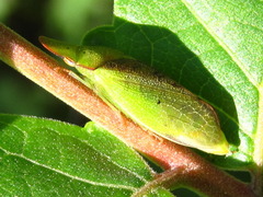 Neotituria kongosana