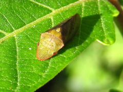 Neotituria kongosana