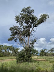 Melaleuca bracteata
