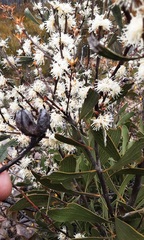 Hakea laevipes