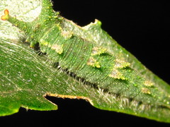 Apaturinae