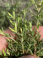 Melaleuca bracteata