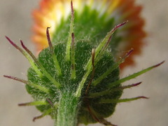 Crassocephalum crepidioides