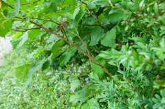 Rosa tomentosa