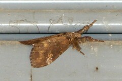 Dasychira chekiangensis