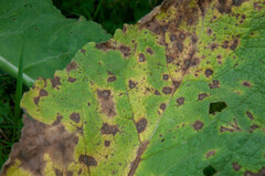 Rhexocercosporidium bellocense