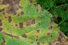 Rhexocercosporidium bellocense