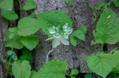 Podosphaera euphorbiae