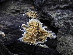 Protohydnum sclerodontium