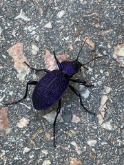 Carabus scabrosus tauricus