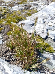 Trisetum spicatum