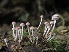 Micropsalliota rufosquarrosa