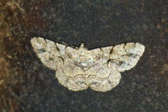 Psilalcis bisinuata