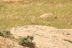 Bucanetes githagineus