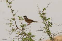 Curruca conspicillata