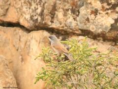 Curruca conspicillata