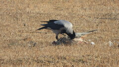 Corvus cornix