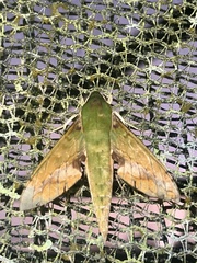 Xylophanes chiron