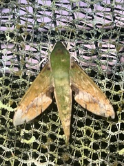 Xylophanes chiron