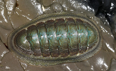 Ischnochiton australis