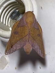 Adeloneivaia