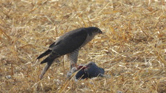 Accipiter nisus