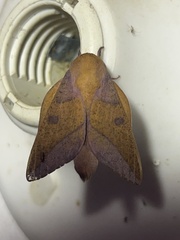 Adeloneivaia