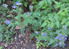 Polemonium foliosissimum
