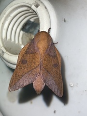 Adeloneivaia