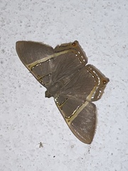 Phrygionis polita