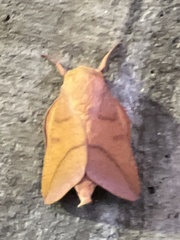 Adeloneivaia