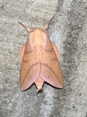 Adeloneivaia