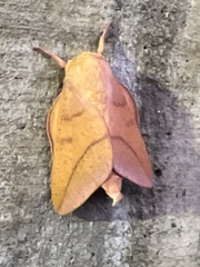 Adeloneivaia