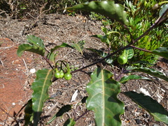 Solanum semisucculentum