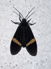 Aclytia