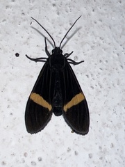 Aclytia