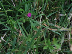 Geranium dissectum