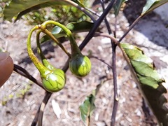 Solanum semisucculentum