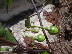 Solanum semisucculentum