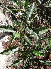 Solanum semisucculentum