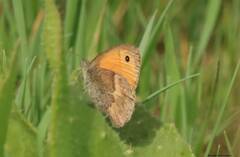 Lycaena phlaeas