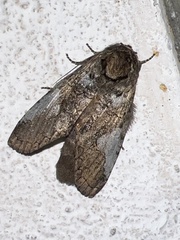 Rifargia apella