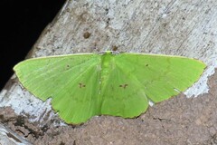 Ornithospila avicularia